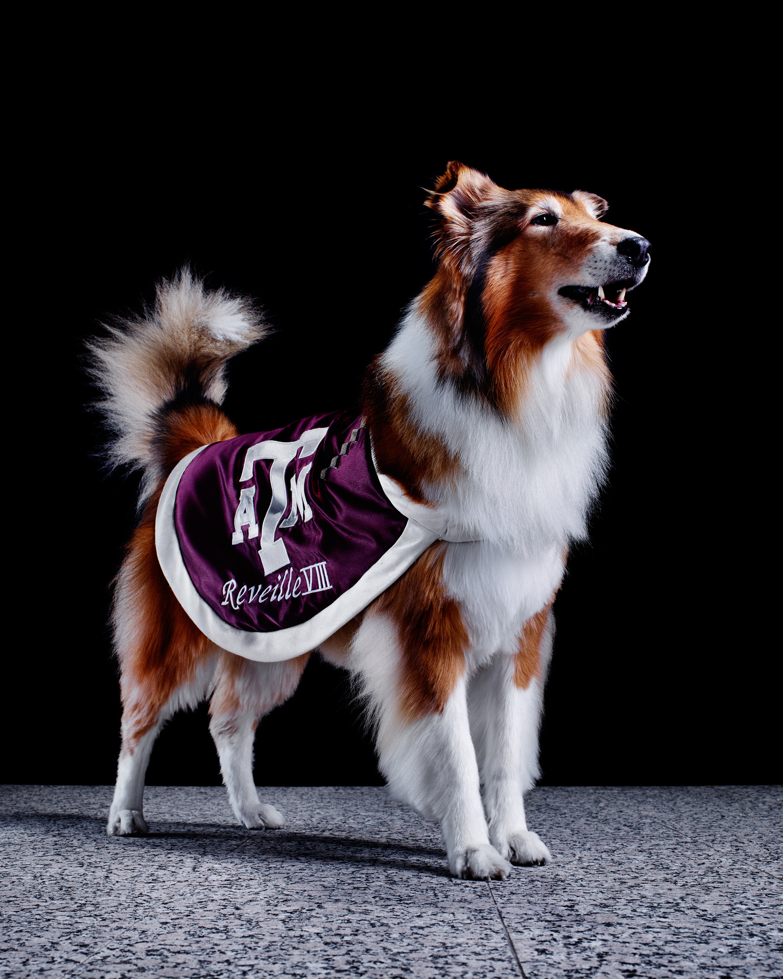 REVEILLE Mascots of the Southeastern Conference ESPN