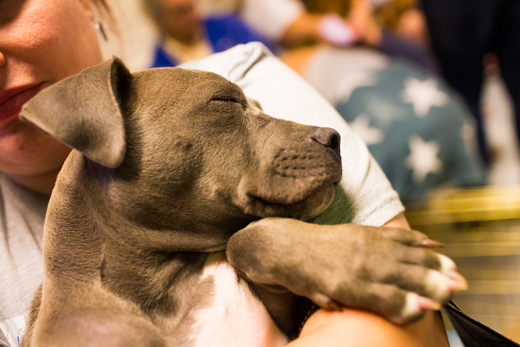 Nap Time PUPPY BOWL 2014 ESPN