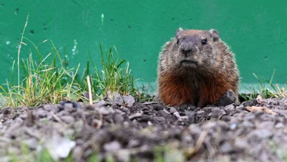 Marmotte sur la piste du circuit Gilles Villeneuve