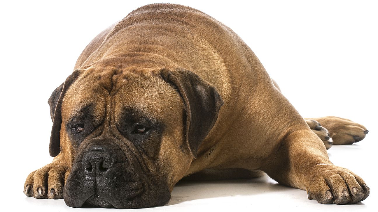 Cleveland Browns to Feature Bullmastiff Named 'Swagger' as New Mascot, News, Scores, Highlights, Stats, and Rumors