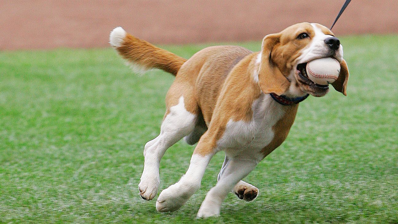 mlb - american league teams and their dog day dogs