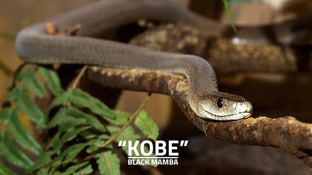 Black Mamba: Why Kobe Bryant gave himself the nickname