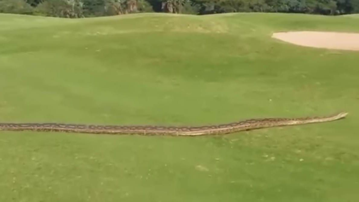 Massive snake slithers across golf course in South Africa