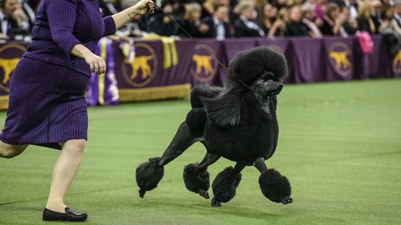 The best moments from the 2020 Westminster Dog Show