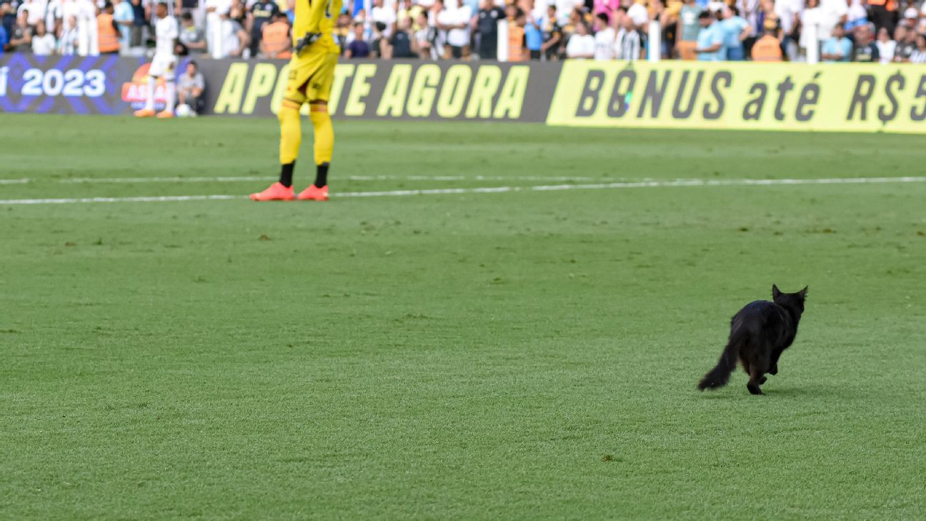 Gato preto invade gramado da Vila Belmiro em Santos x Atlético-MG - ESPN