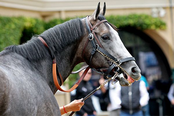 Arrogate, California Chrome elected to HOF