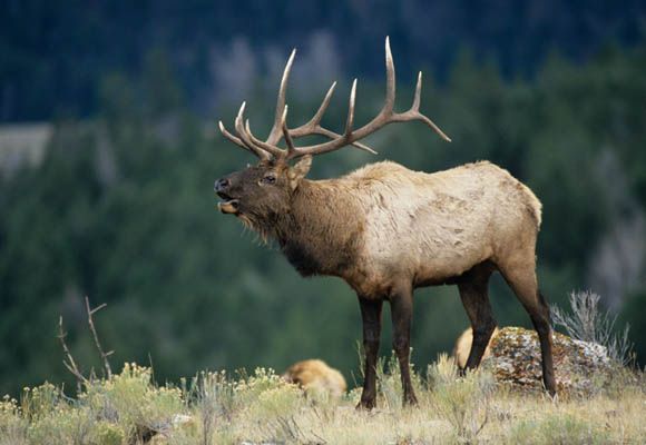 Three elk experts give three meaty tips